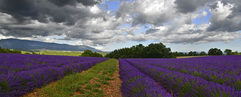 Lavandes sous ciel d'orage